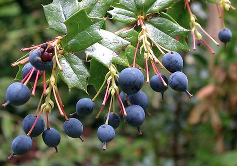 Berrie nativo de La Araucanía, posee la mayor capacidad antioxidante y resiste la sequía