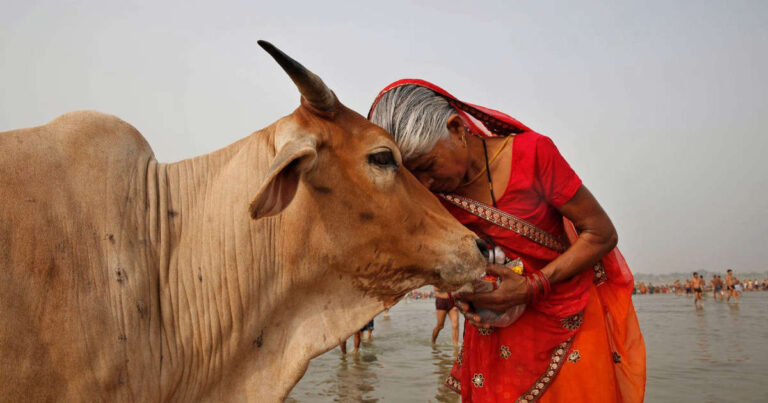 Gobierno de la India hace insólito llamado abrazar a una vaca en lugar de la pareja