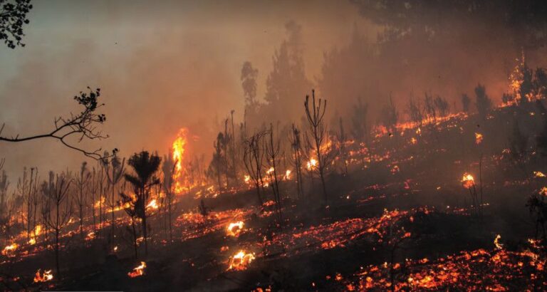 Ya van más de 100 mil hectáreas quemadas en La Araucanía