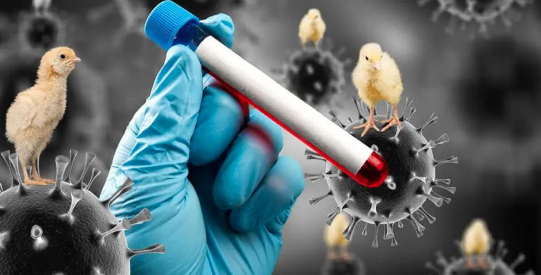 Nuevo brote de influenza aviar se registró en la región