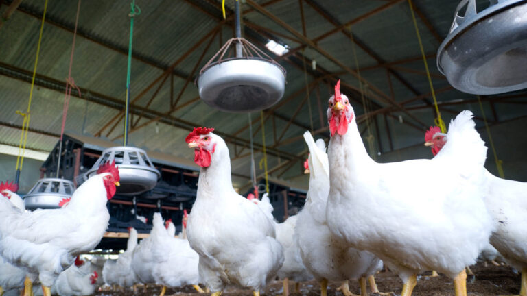 Confirman primer caso de gripe aviar en la industria de las carnes blancas