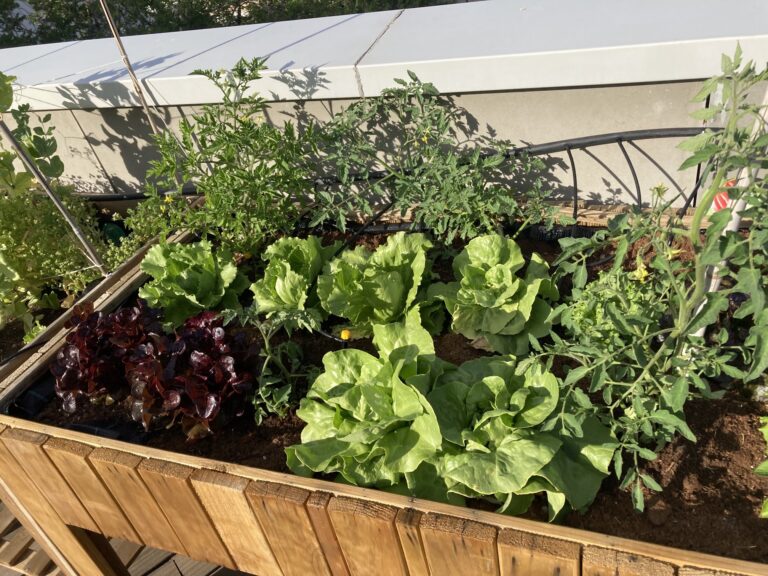 Proyecto huerto urbano fue inaugurado en Patio Outlet Temuco