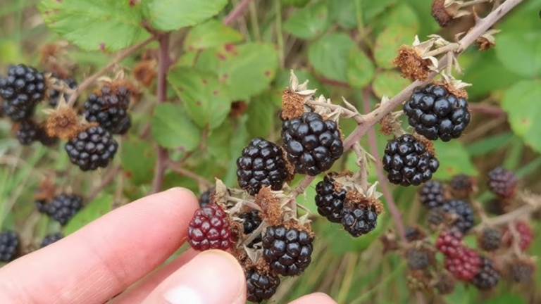 ¿Por qué la frambuesa negra o mora es un superalimento y cuáles son sus beneficios?
