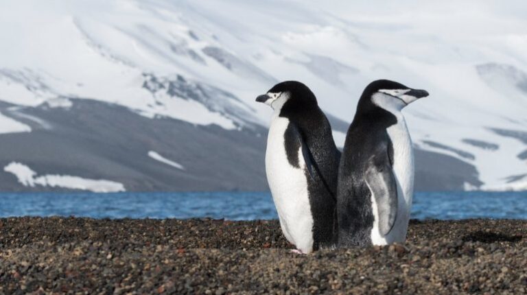 Descubrieron que los pingüinos “barbijo” duermen más de 10.000 siestas al día