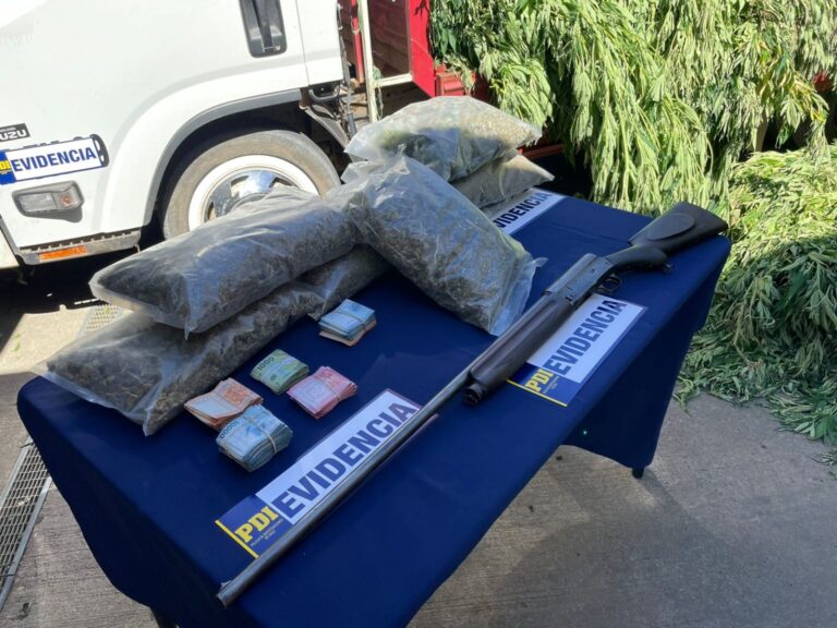 Enorme despliegue de seguridad incauta gran cantidad de plantas de marihuana en Pidima