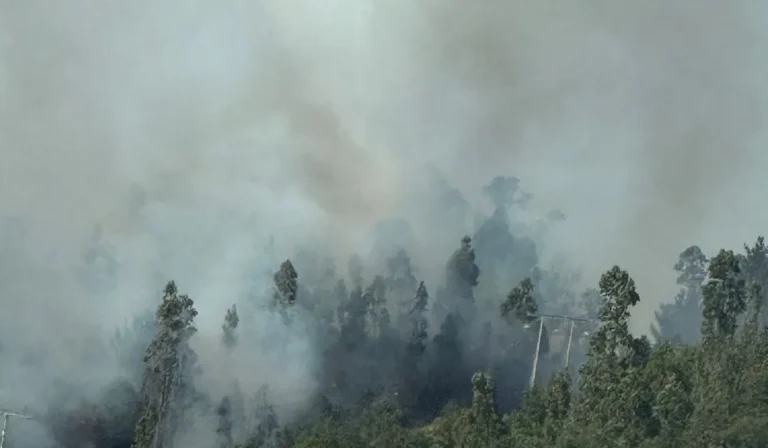 Incendio en el Cerro Ñielol destruye 5 mil metros del área protegida