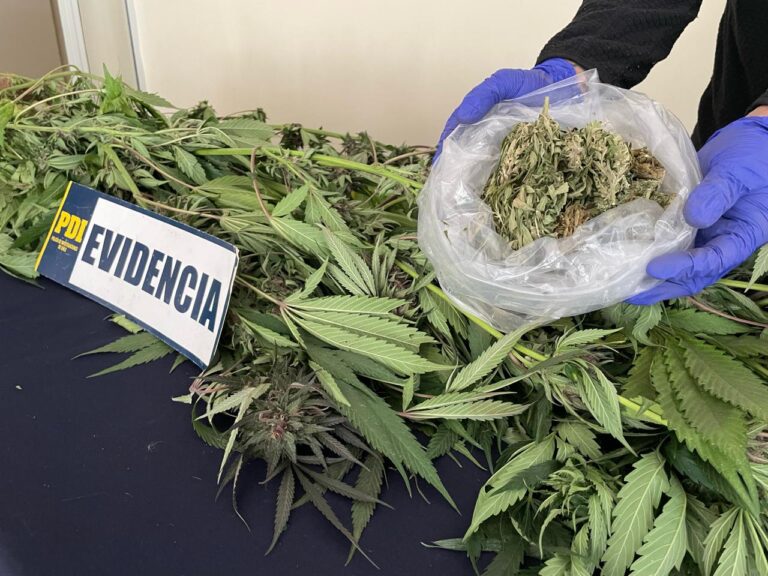 Con drone detectan huerto de cannabis en Victoria