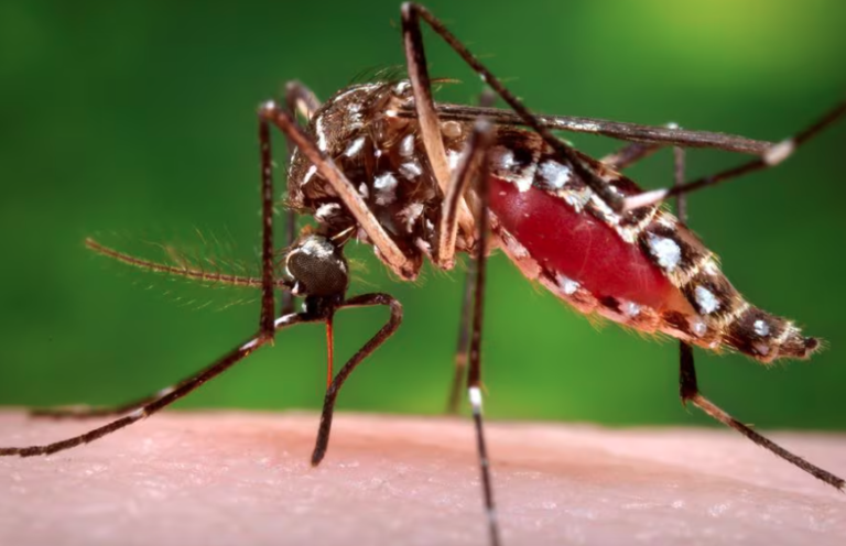Minsal reporta 135 casos de dengue en Chile continental