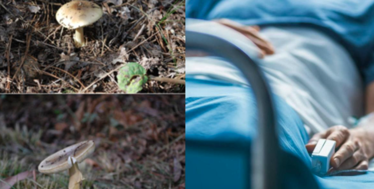 Lumaco: Consumo de hongos silvestres deja una persona fallecida y tres en riesgo vital