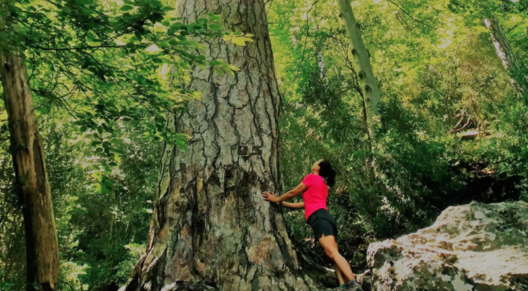 Baños de Bosque en Pucón: La experiencia de sanar cuerpo y mente que ahora se realiza con receta médica