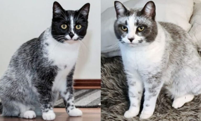 Mutación genética única da lugar a una nueva variación de gatos