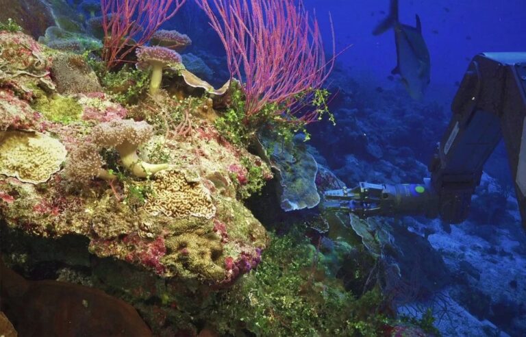 Científicos descubren un “ecosistema alienígena” en las profundidades del mar chileno