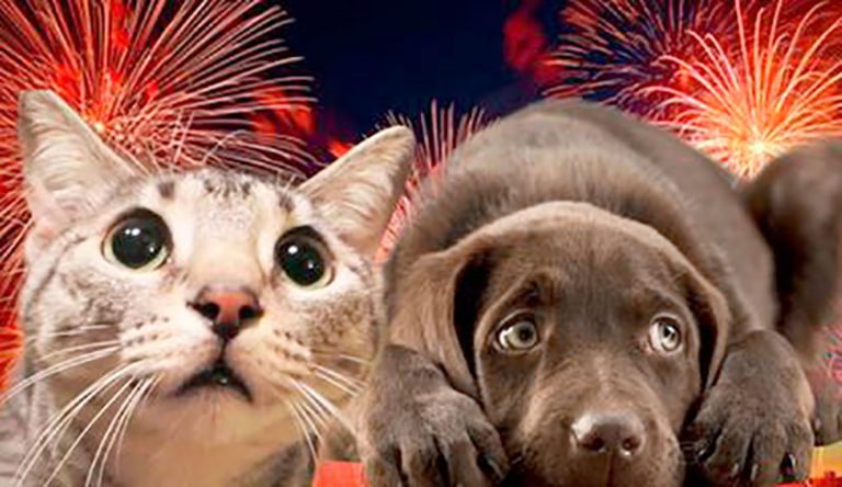 ¿Cómo afecta la pirotecnia a nuestras mascotas?