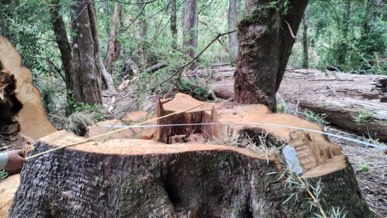 Tras fiscalización, Conaf detecta tala no autorizada de bosque nativo en Melipeuco
