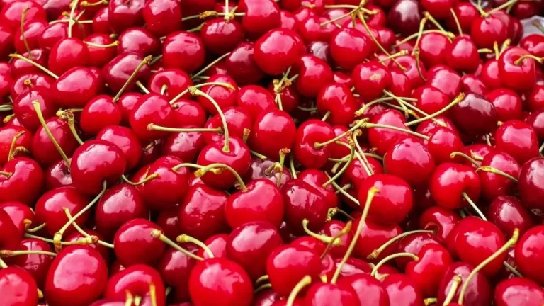 SNA advierte impacto por caída del precio de la cereza en China