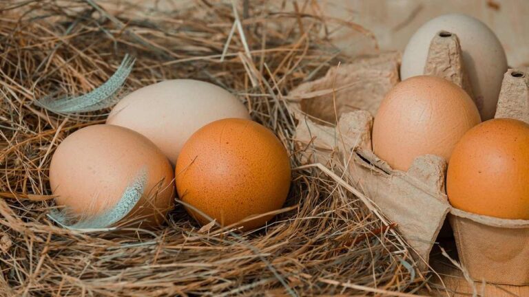 Huevos blancos vs. huevos café: ¿realmente hay una diferencia?