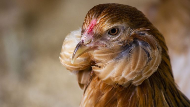 Universidad Autónoma de Chile celebra el patrimonio vivo con exposición dedicada a la Gallina Kollonka